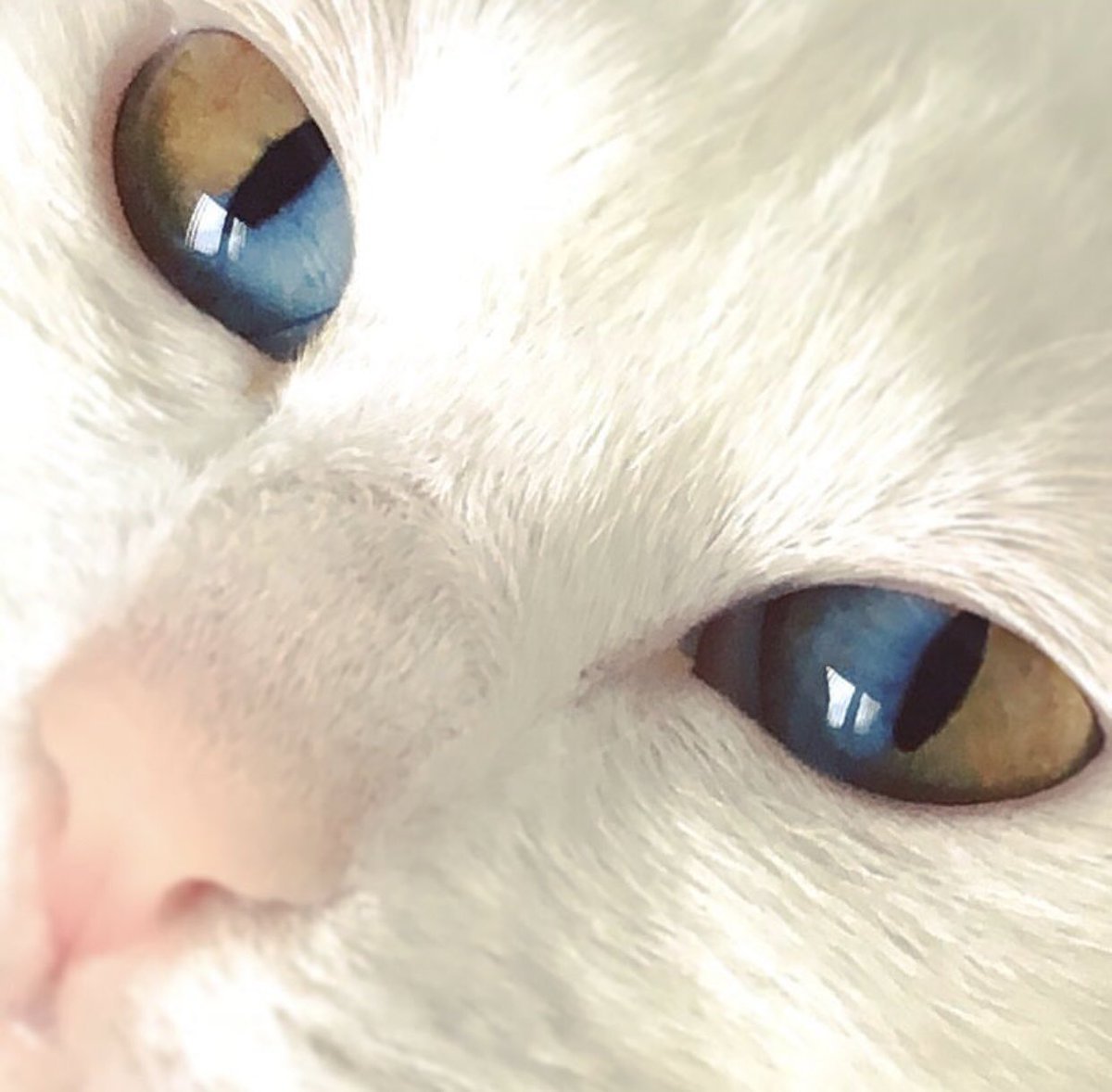 Гетерохромия глаз у кошек