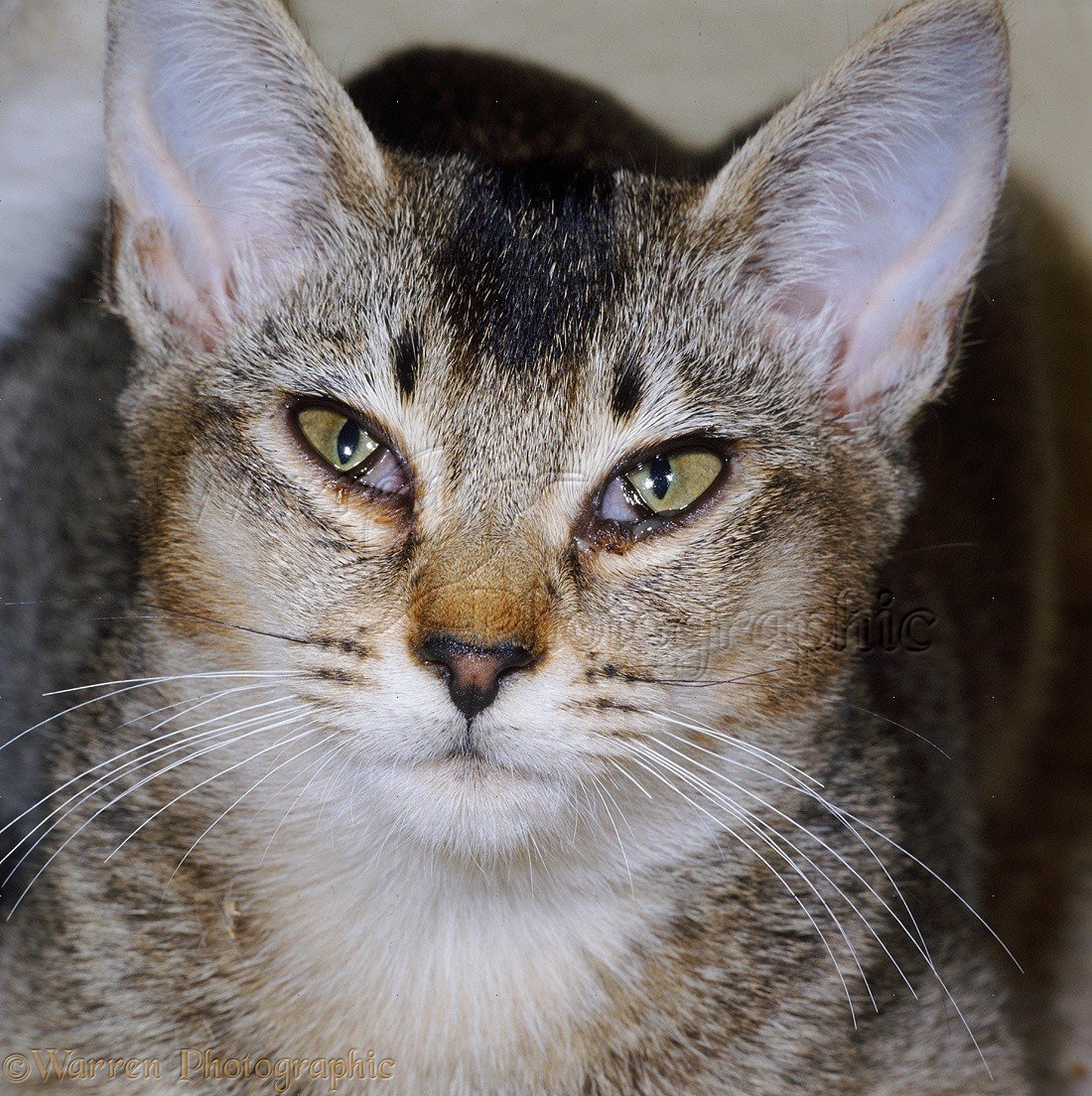 Порода кошек с раскосыми глазами