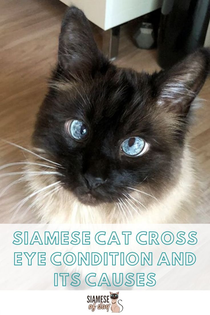 Тайский кот косоглазие