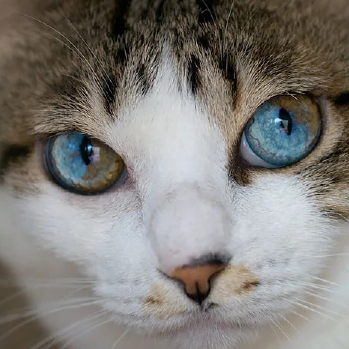 Гетерохромия у кошек