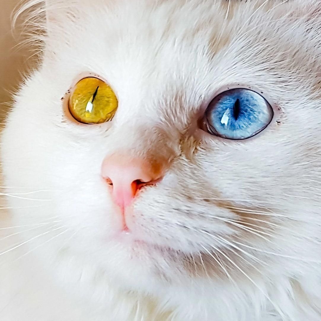 Турецкий Ван гетерохромия