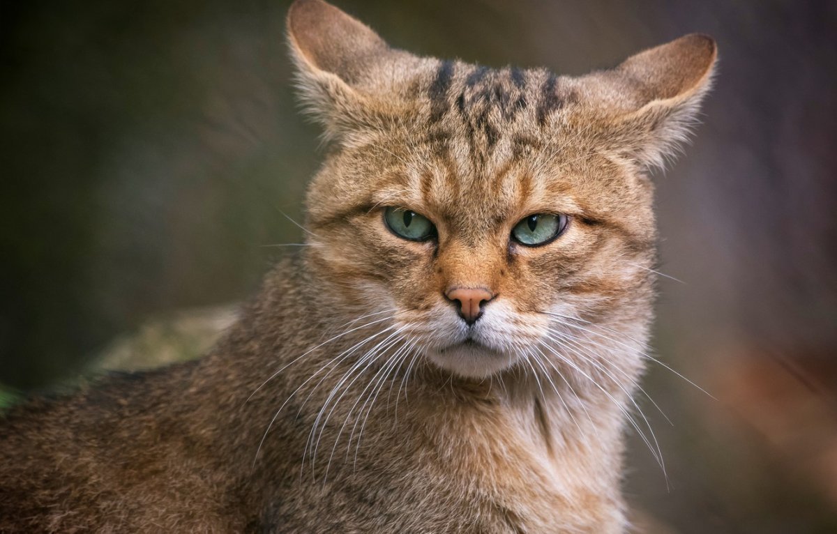 Суровый взгляд кота