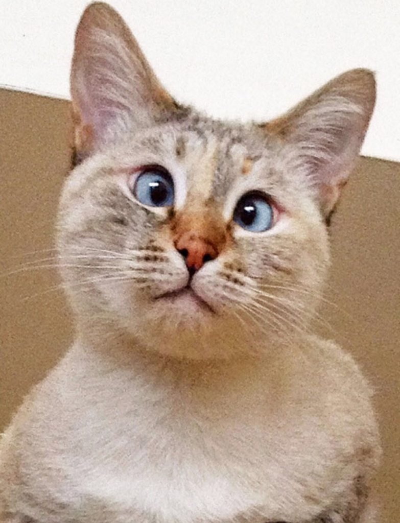 Порода кошек с косыми глазами