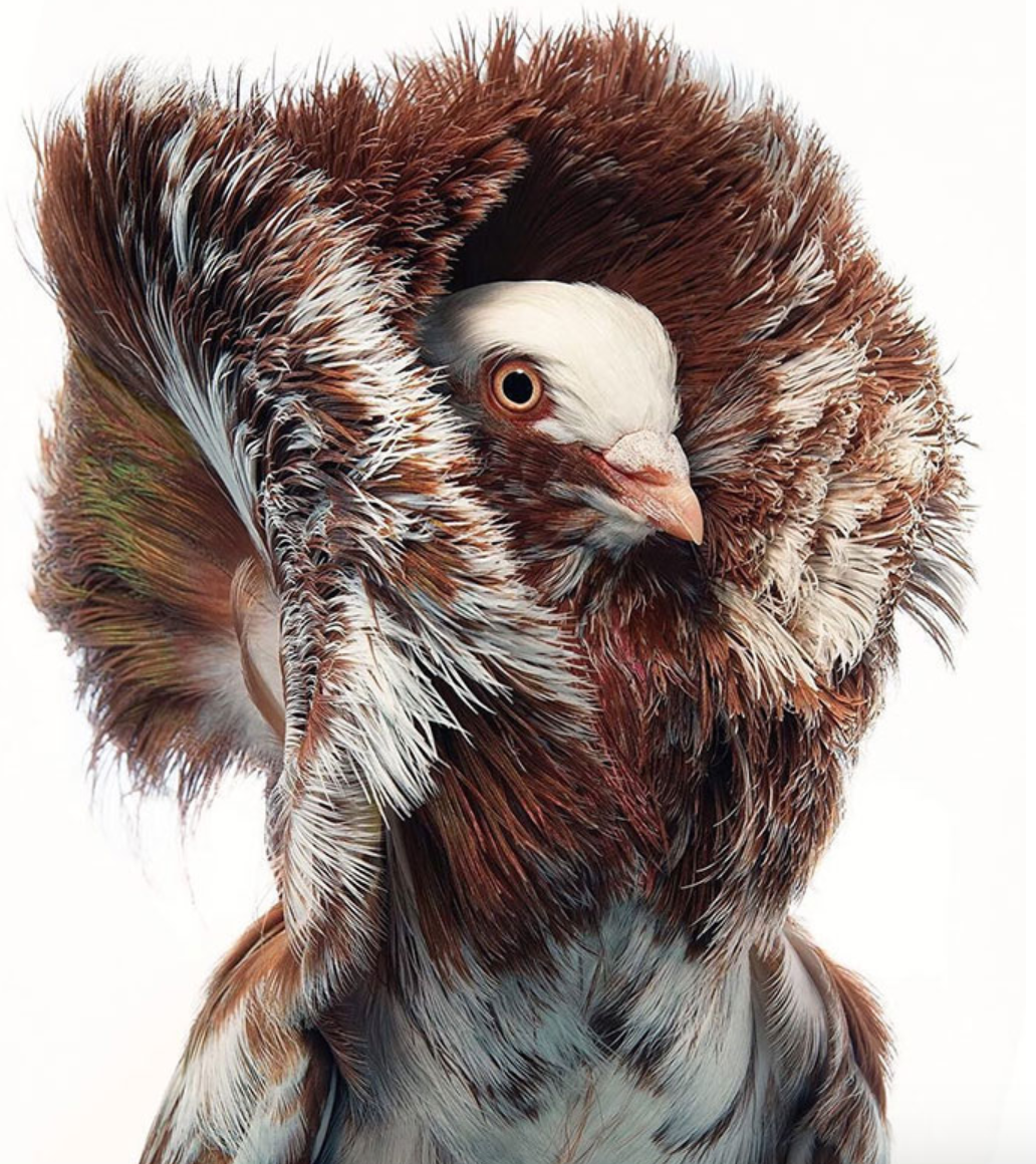 Голуби породы якобины