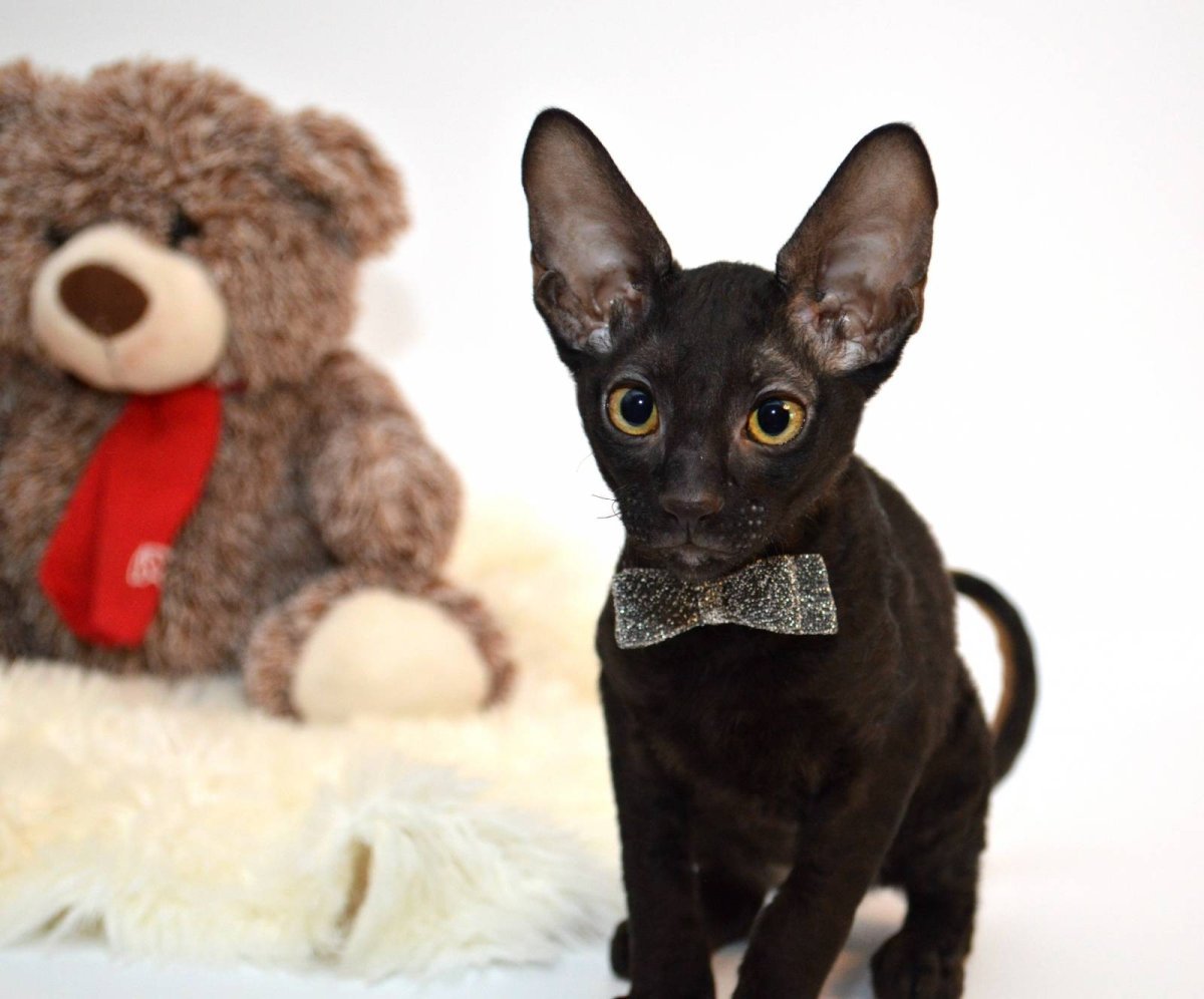 Американский Корниш рекс