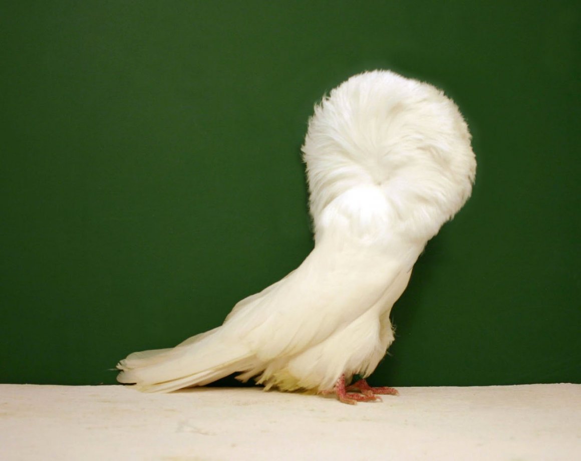 2 Jacobins Pigeon and 1 fantalysy