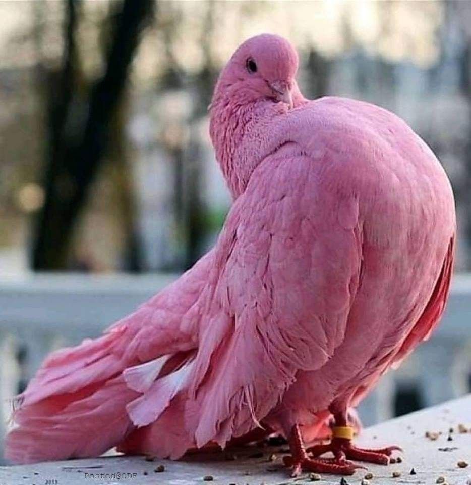 Добрая птица