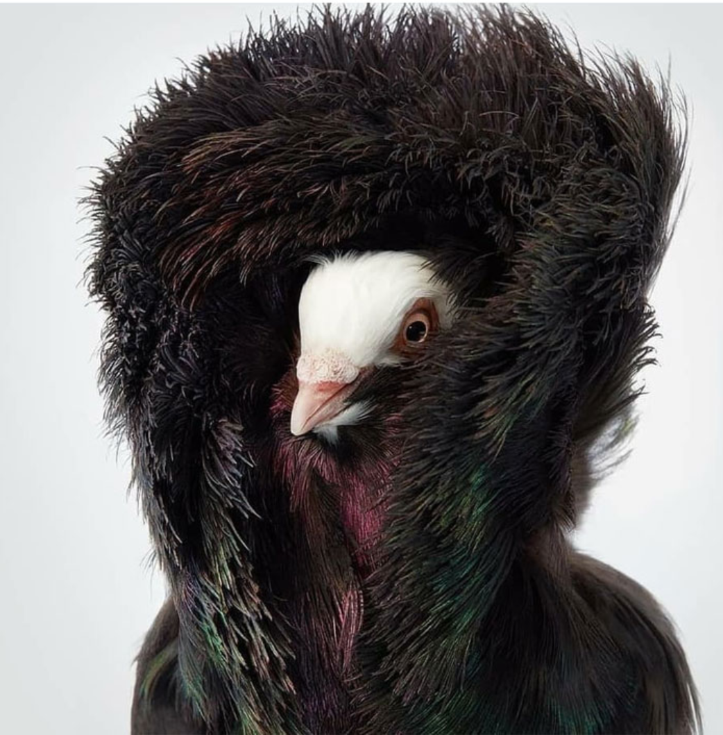 Якобинский голубь