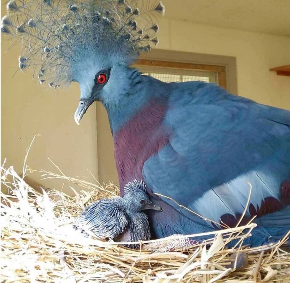 Пернатый кот