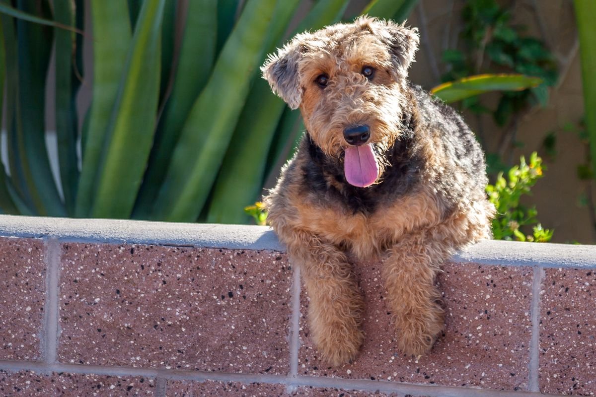 Эрдельтерьер Рэсси