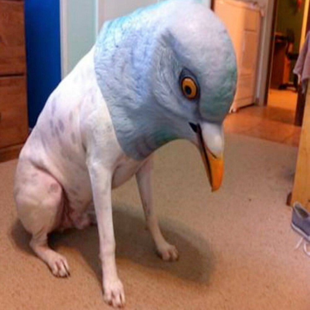 Лицо голубя