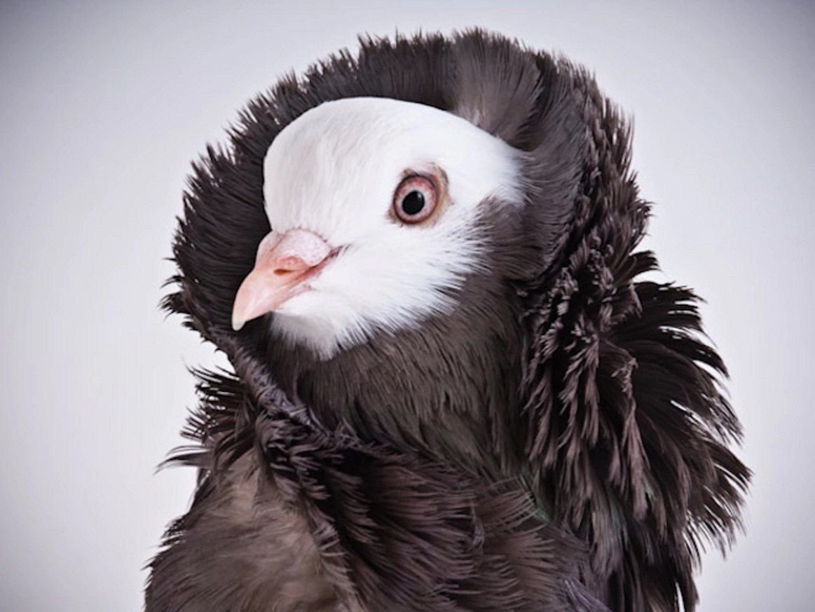 Розовый голубь Маврикий