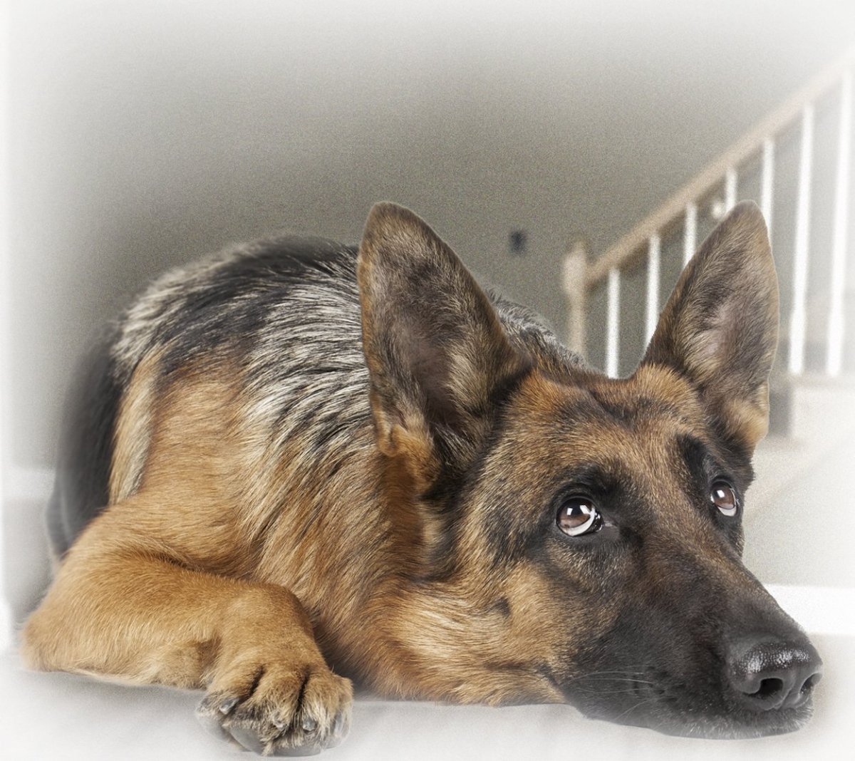 Немецкая овчарка рекс