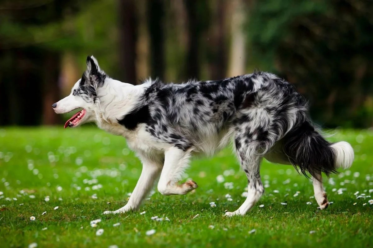 Бордер колли мрамор