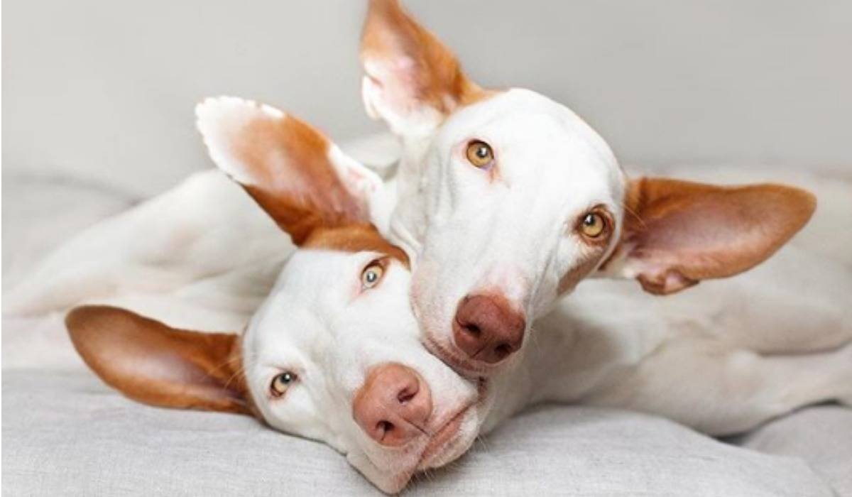 Поденко ибиценко порода