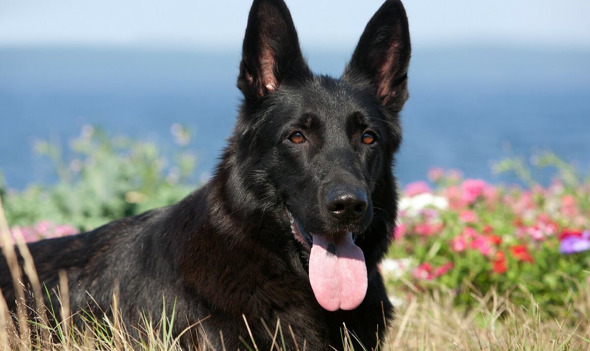 Немецкая овчарка черная