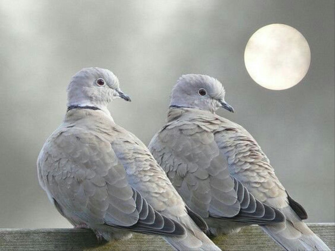 Пиджеон голубь