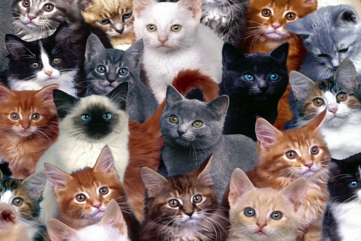 Много породистых кошек