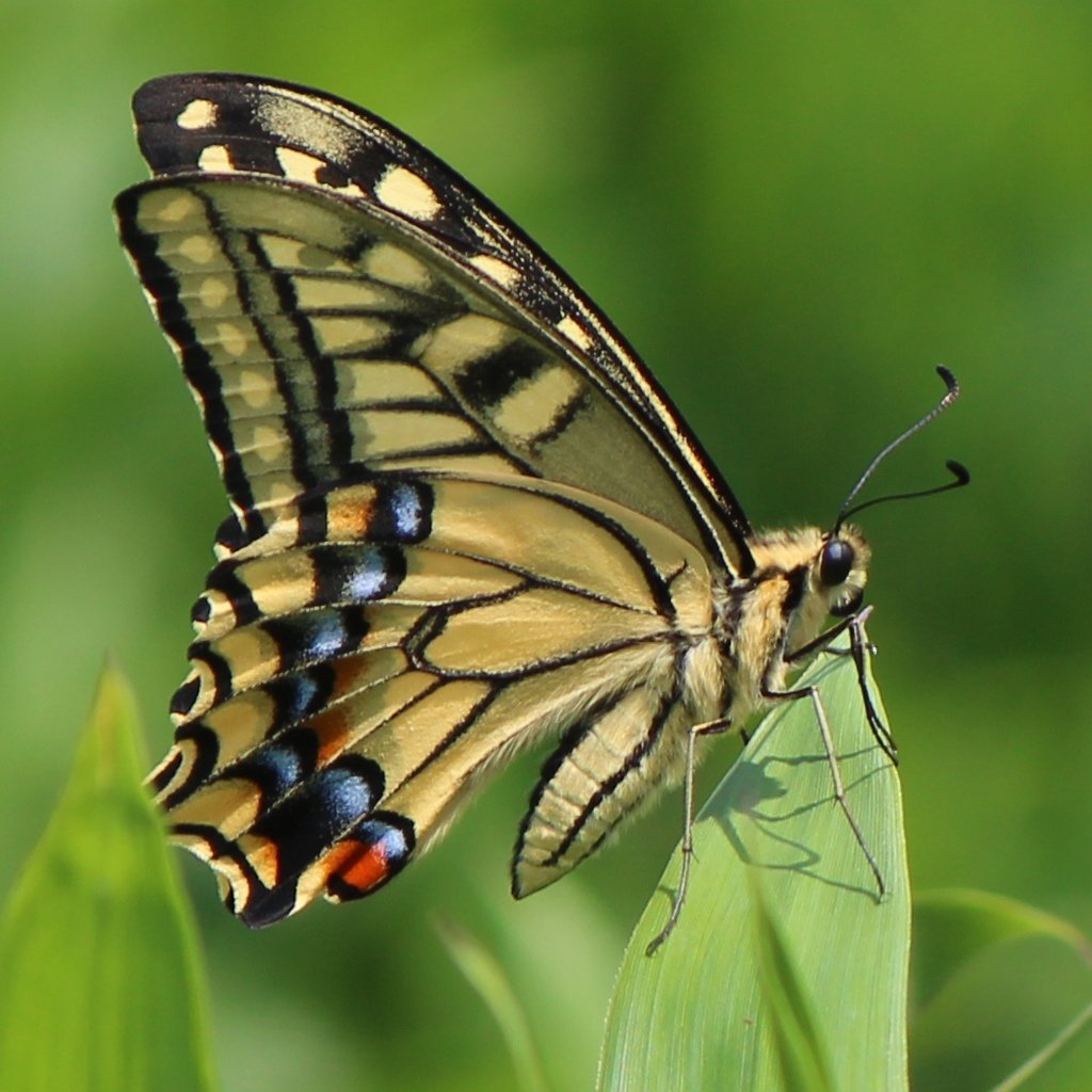 Ночная бабочка» хорватского фотографа Петара Сабола.