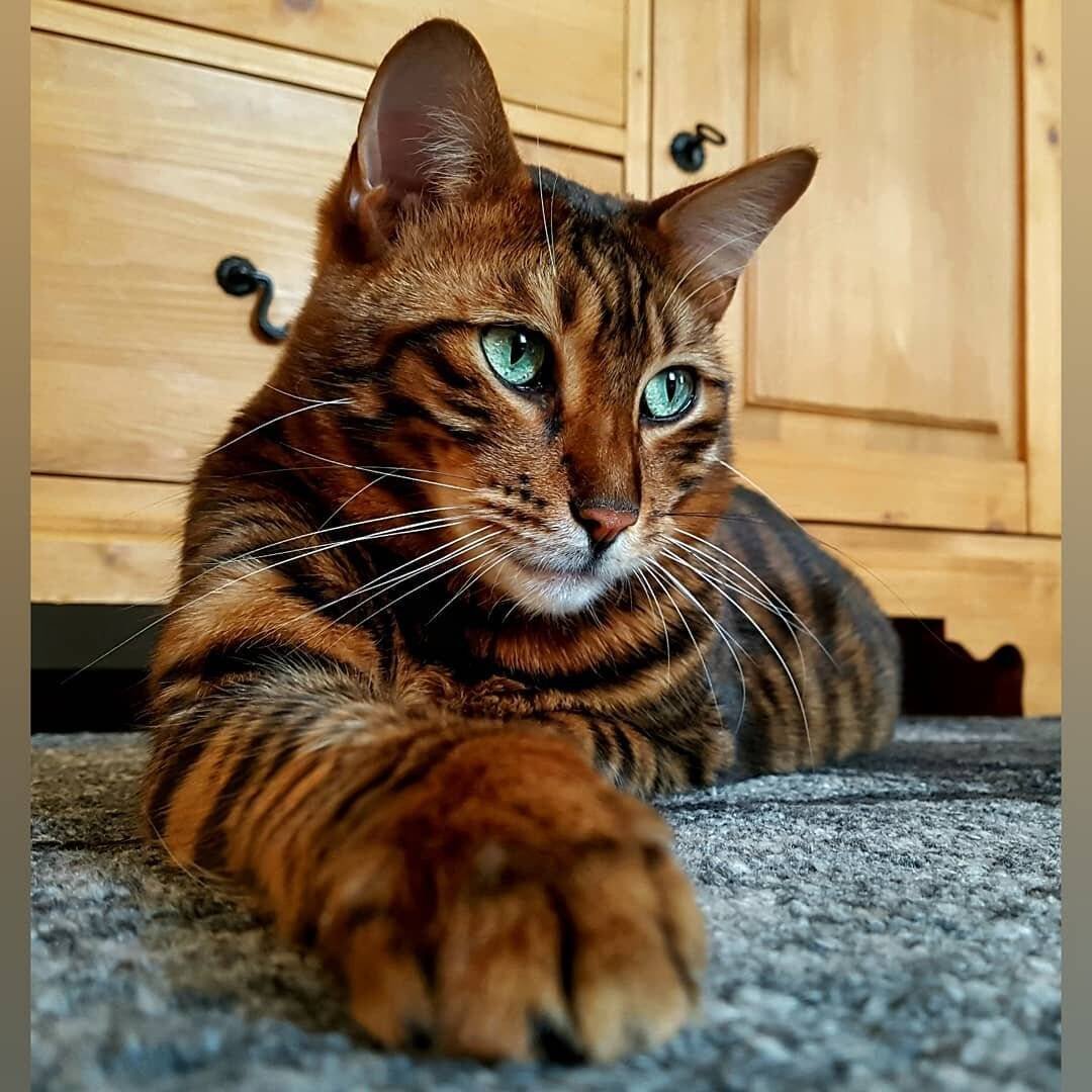 Порода абиссинец