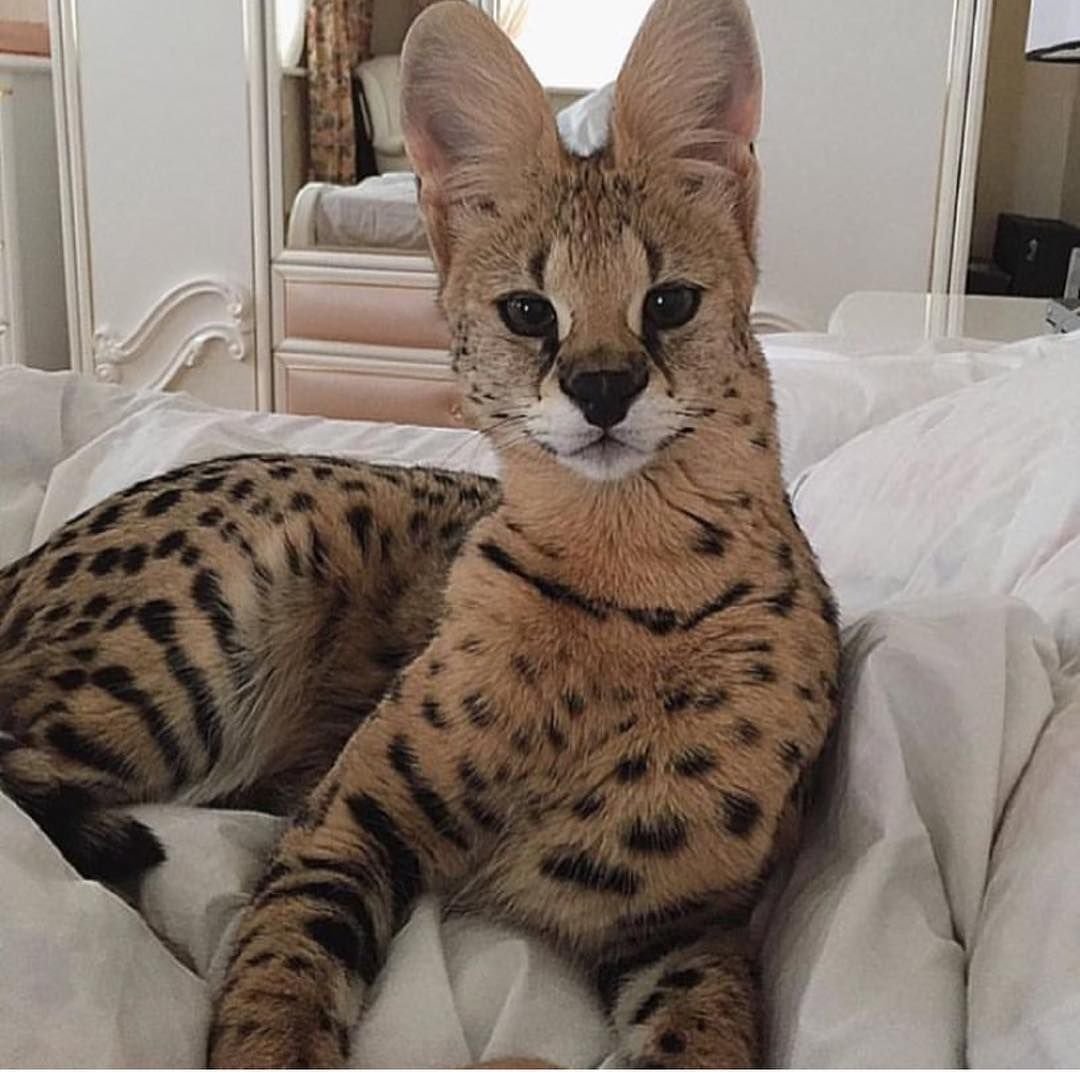 Шотландская короткошерстная Золотая шиншилла