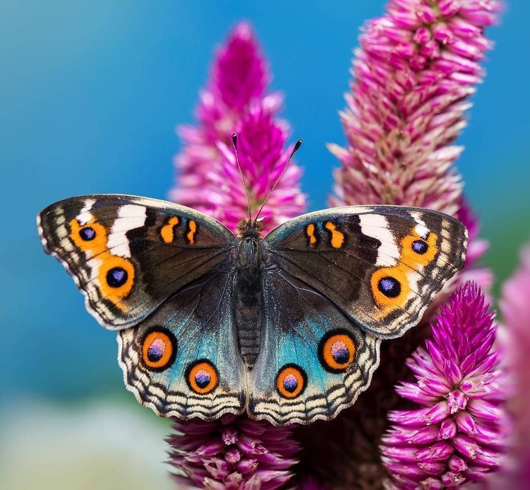 Отражение бабочки в воде