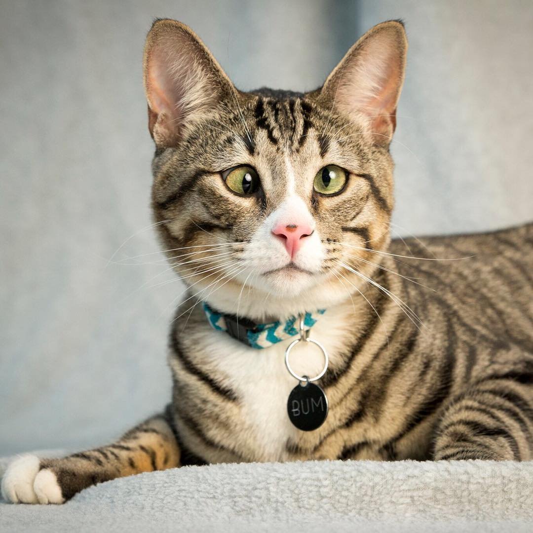 Бенгальская леопардовая кошка