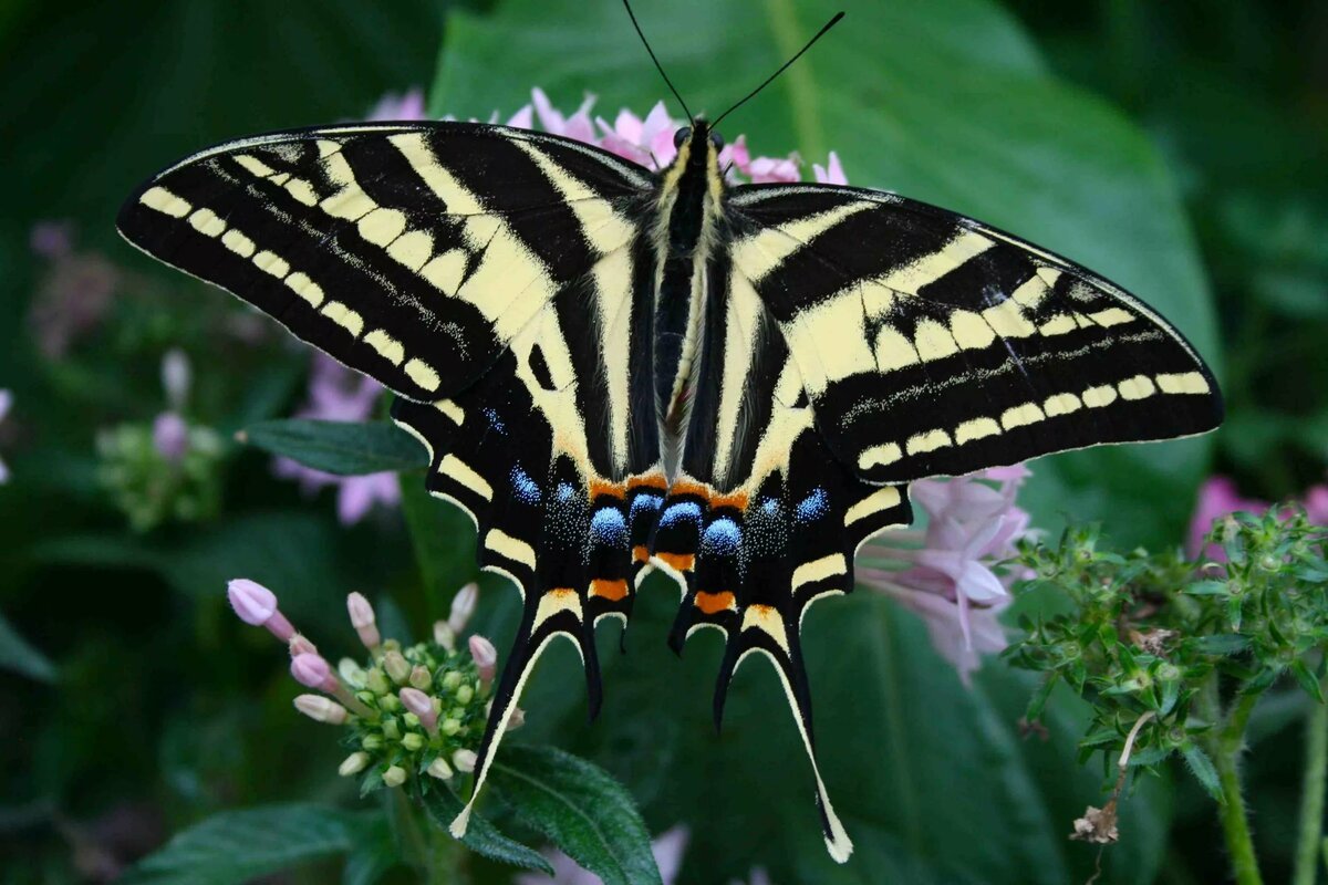 Бабочка Махаон Юганский заповедник