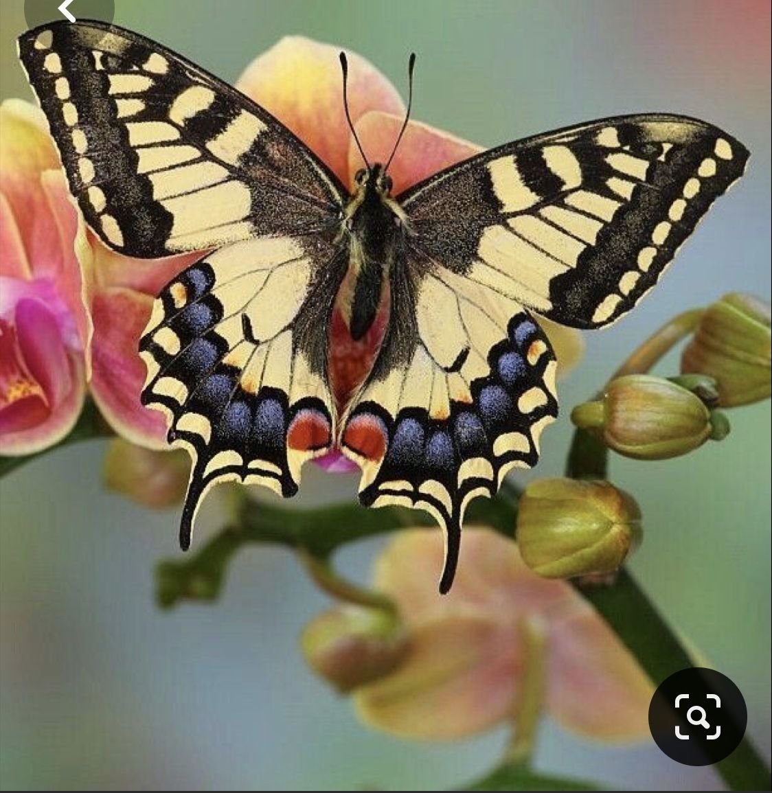 Махаон (бабочка)