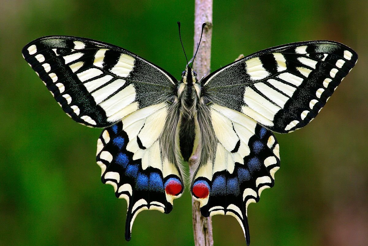 Papilio Machaon бабочка