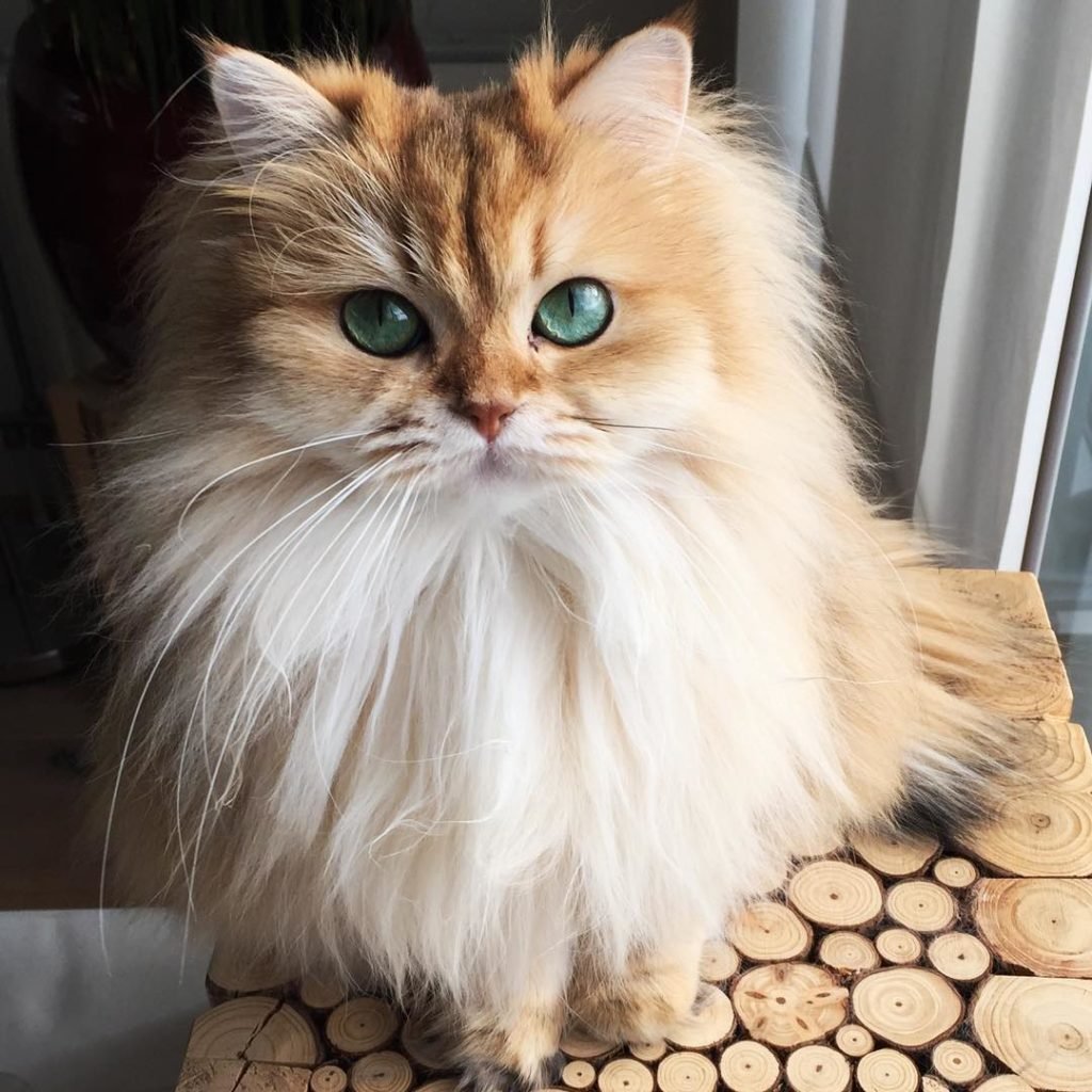 Порода тойгер порода кошек