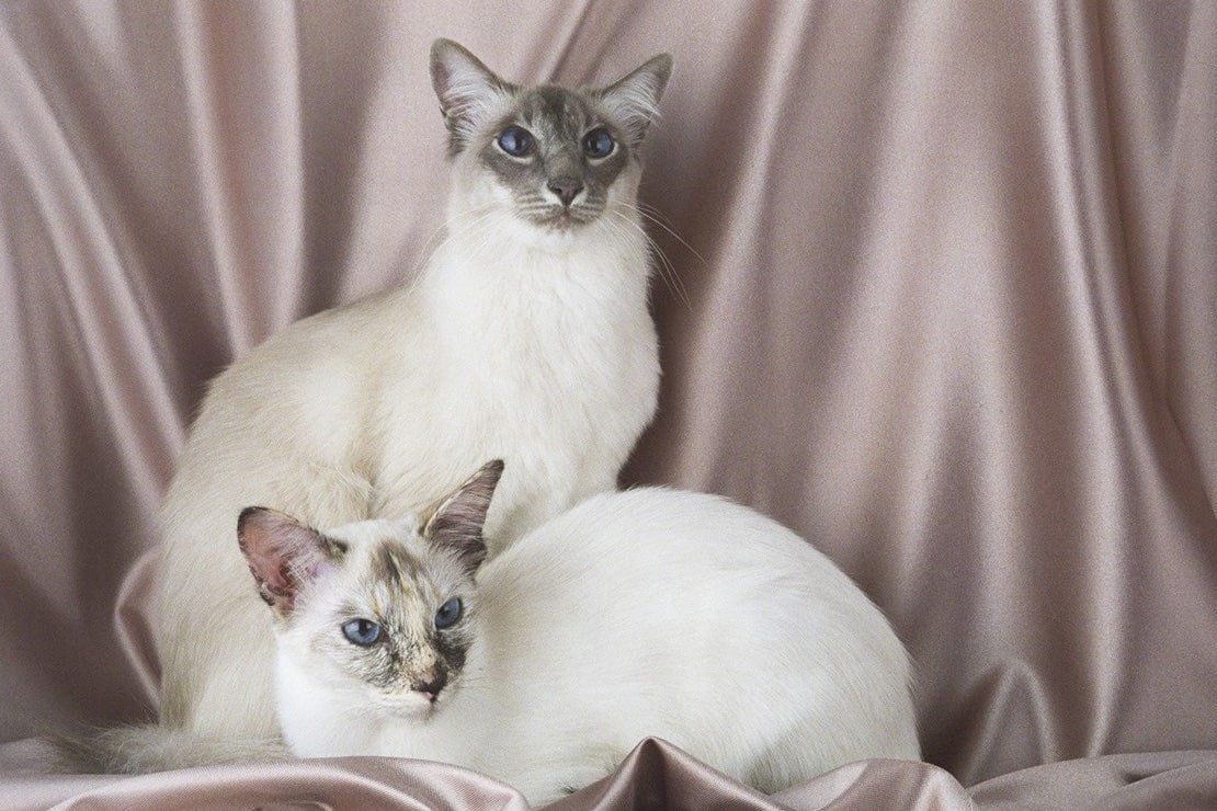 Кошки разных пород коллаж