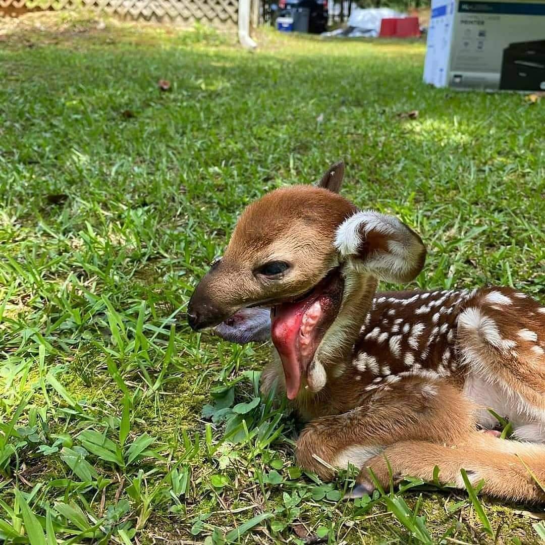 Чернобыльские животные