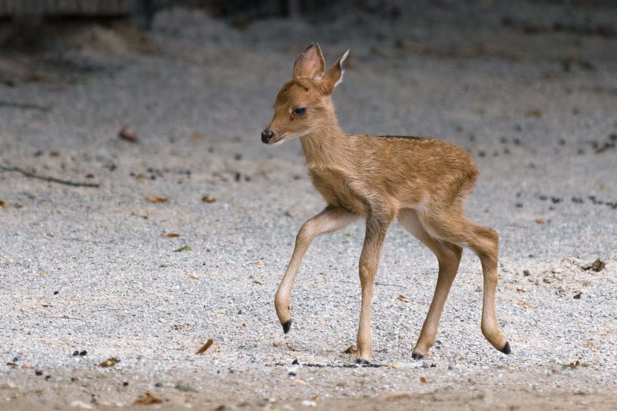 Олененок без пятен