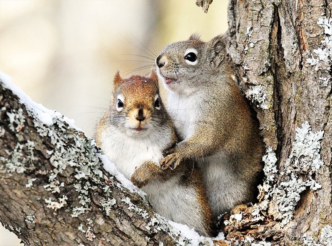 Белочка обнимашки