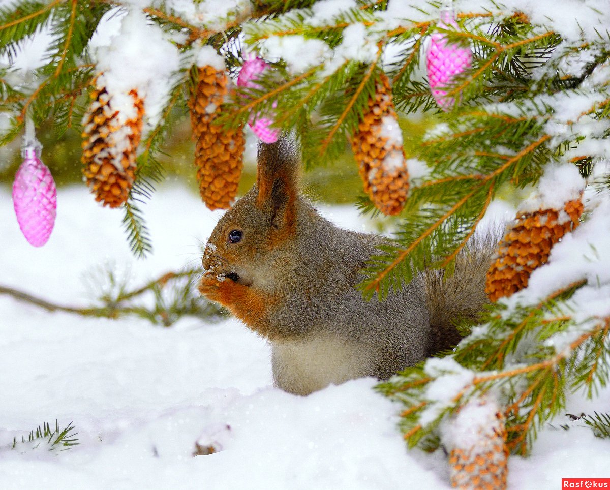 Звери в новогоднем лесу