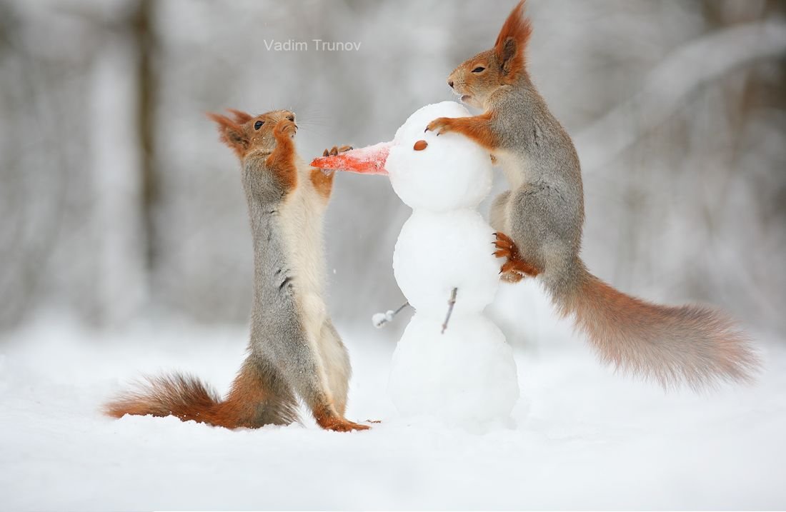 Вадим Трунов белки и Снеговик
