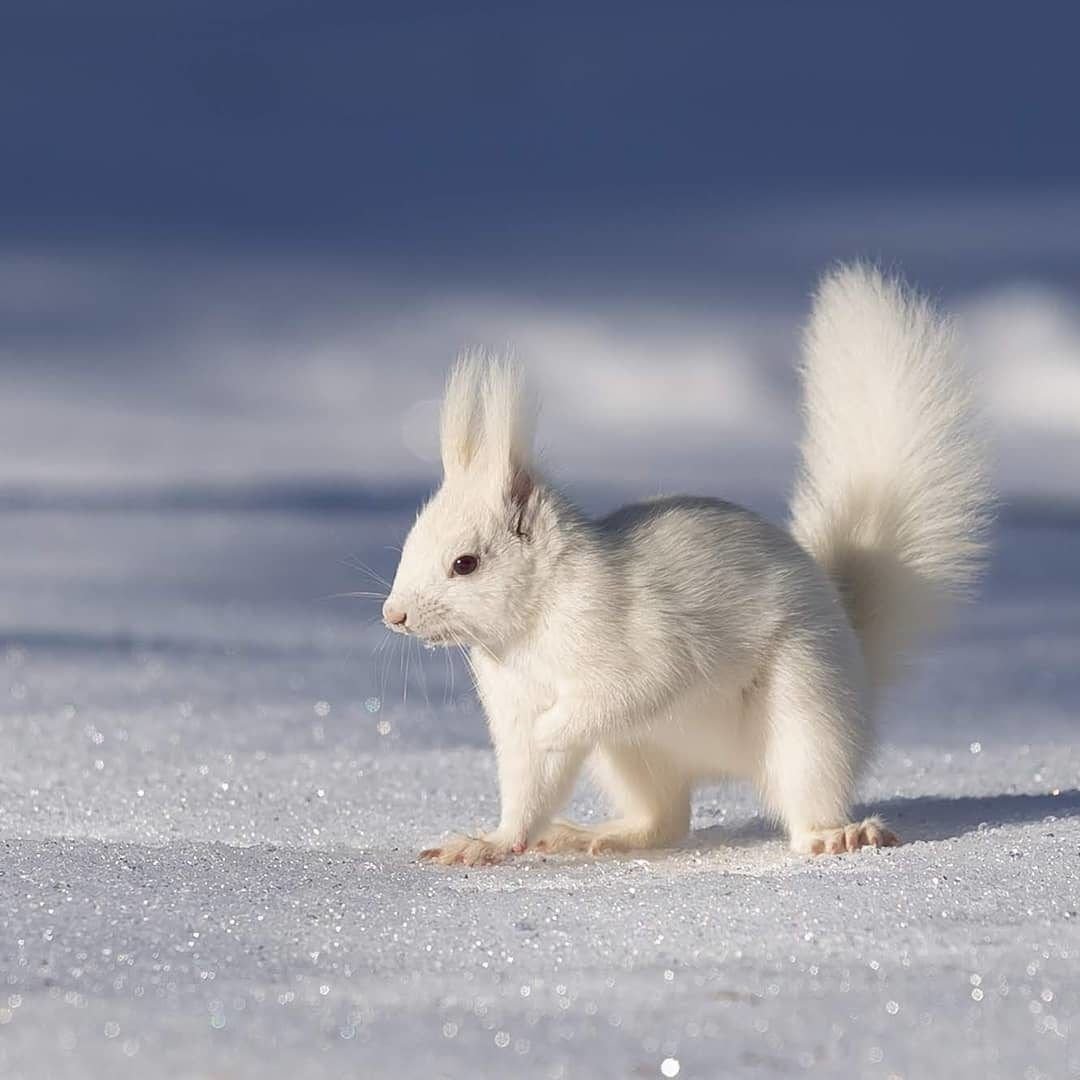 Заяц Беляк Детеныши