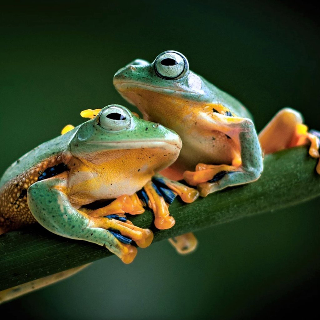 Североамериканская древесная лягушка