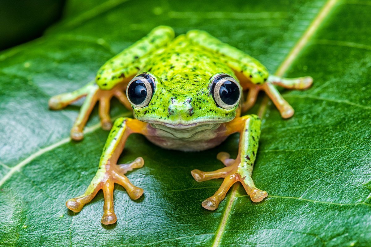 Желтоглазая квакша