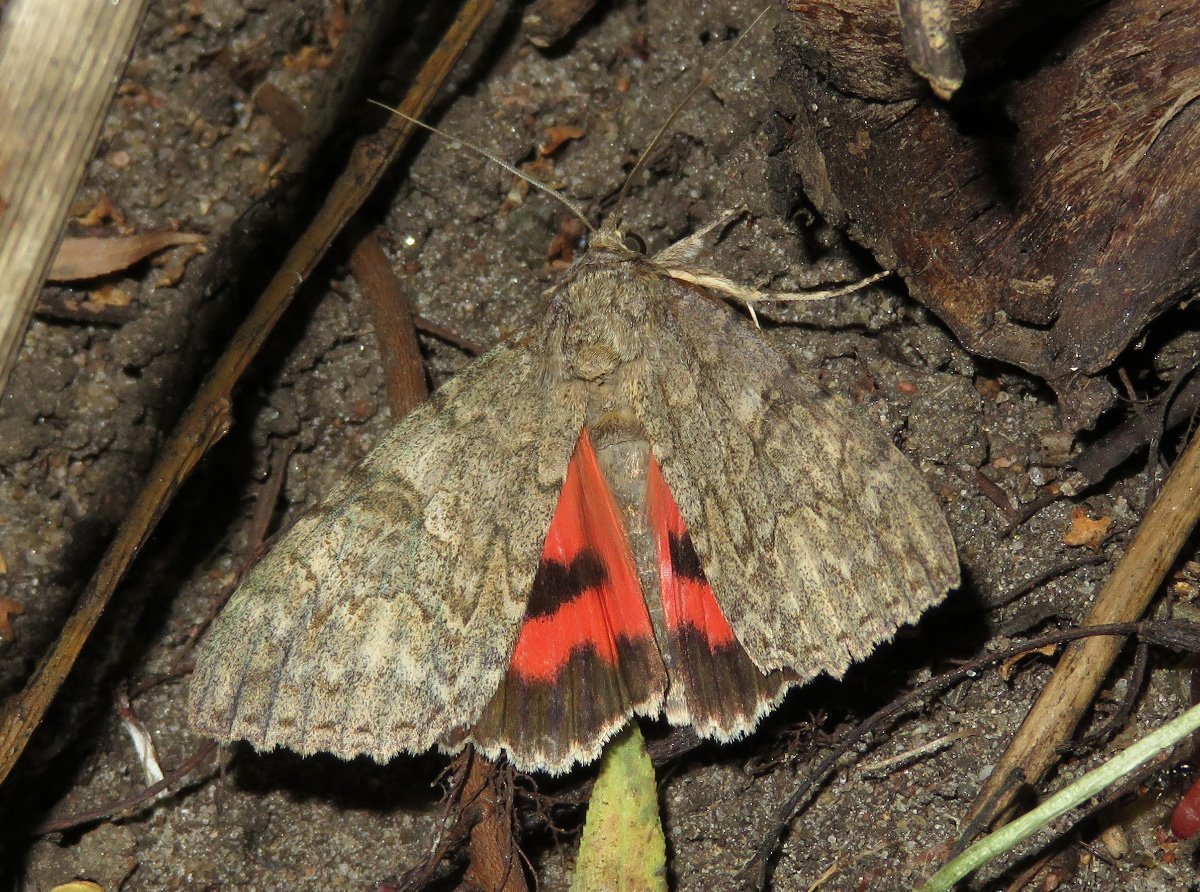 Ленточница розовая бабочка