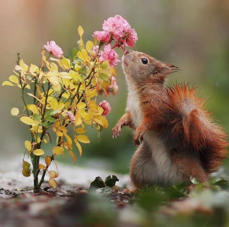 Джулиан рад - австралийский фотограф