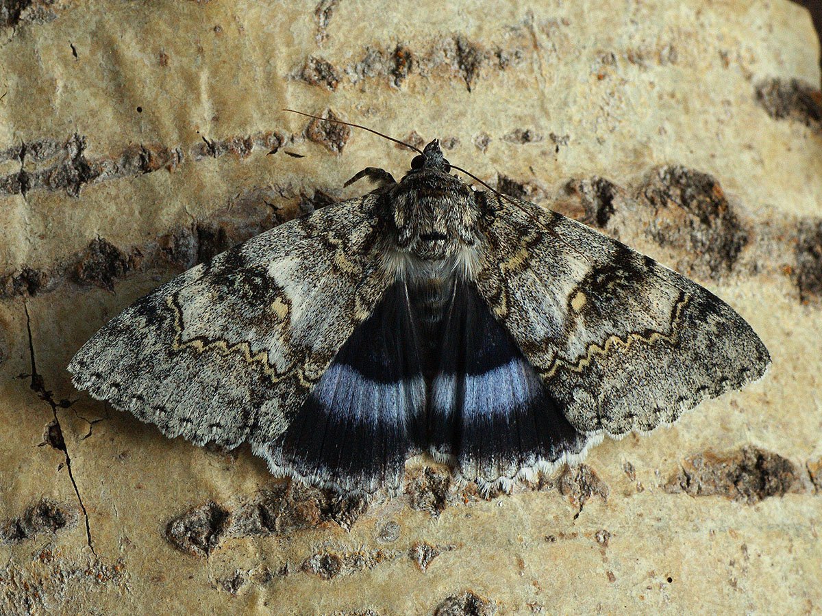 Голубая Ленточница бабочка