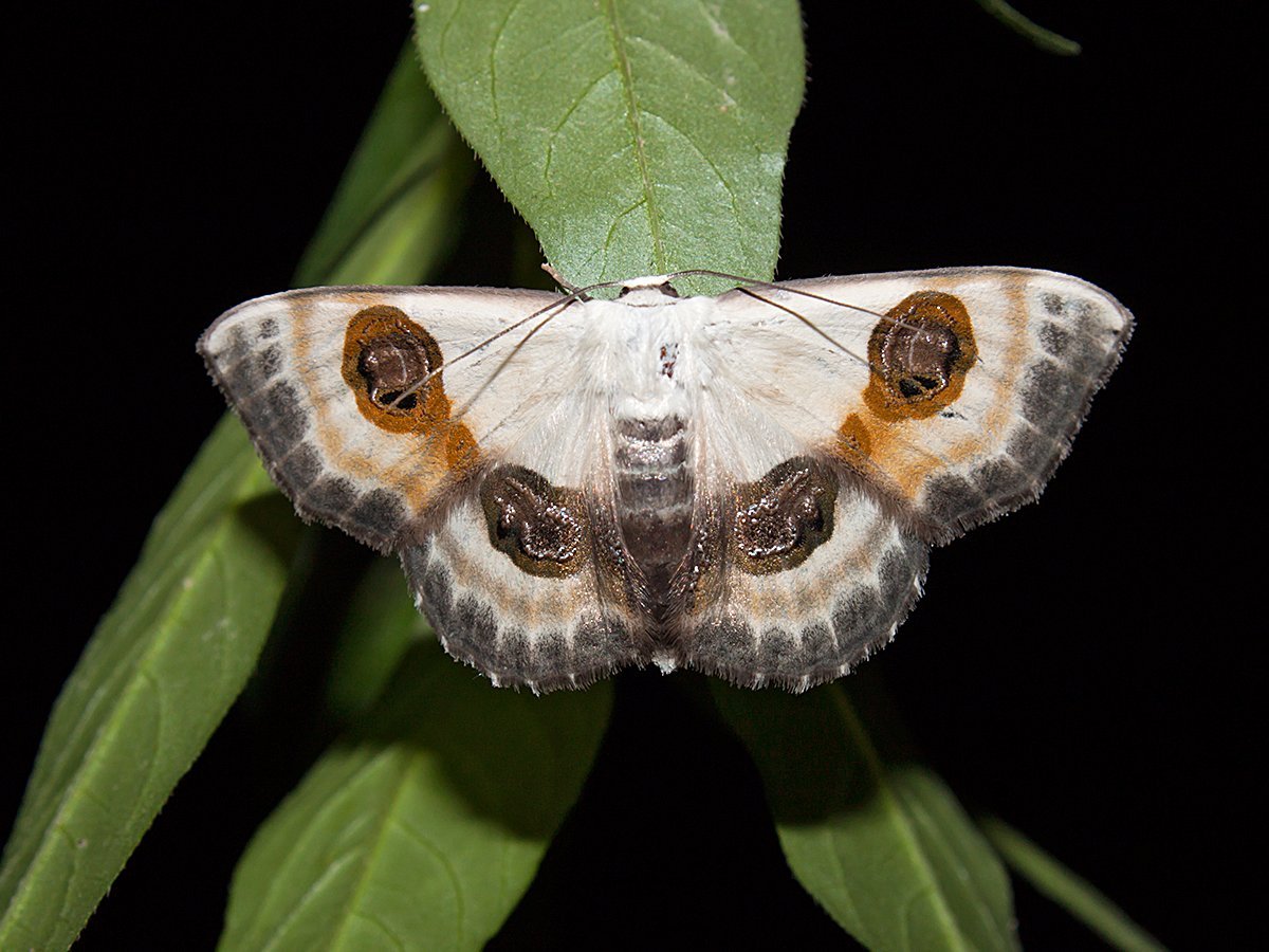 Книга "от Махаона до лимонницы"