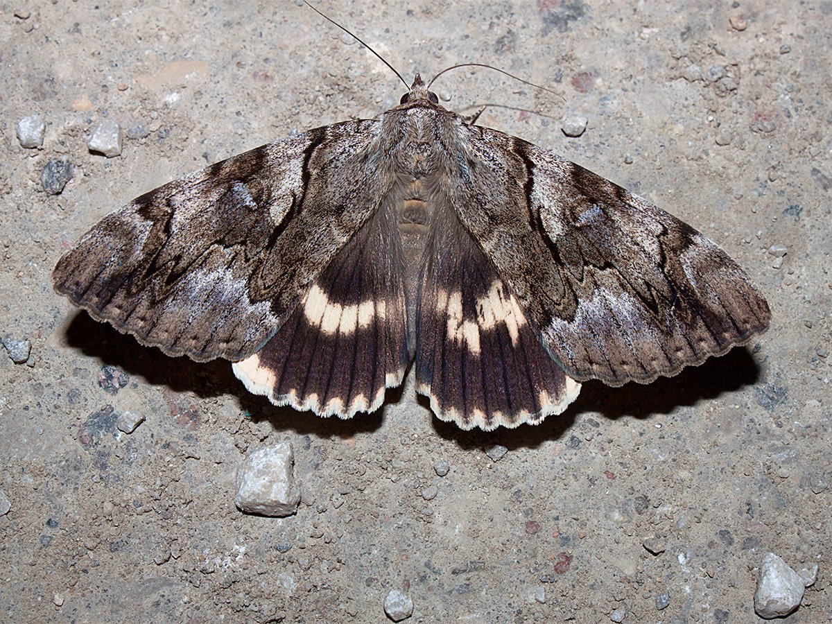 Голубая Ленточница гусеница