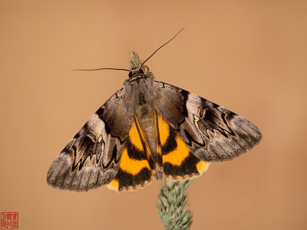 Фауна ночная бабочка