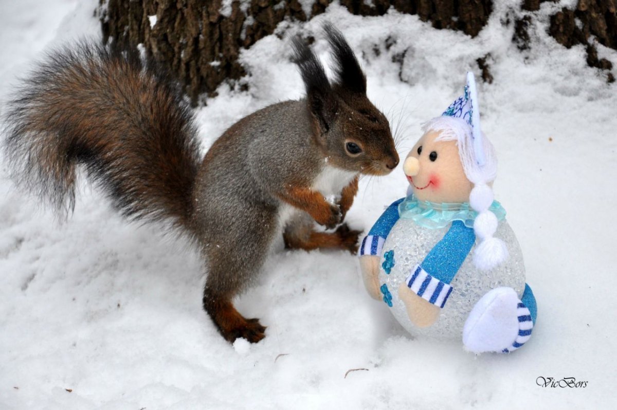 Белка зимой веселая