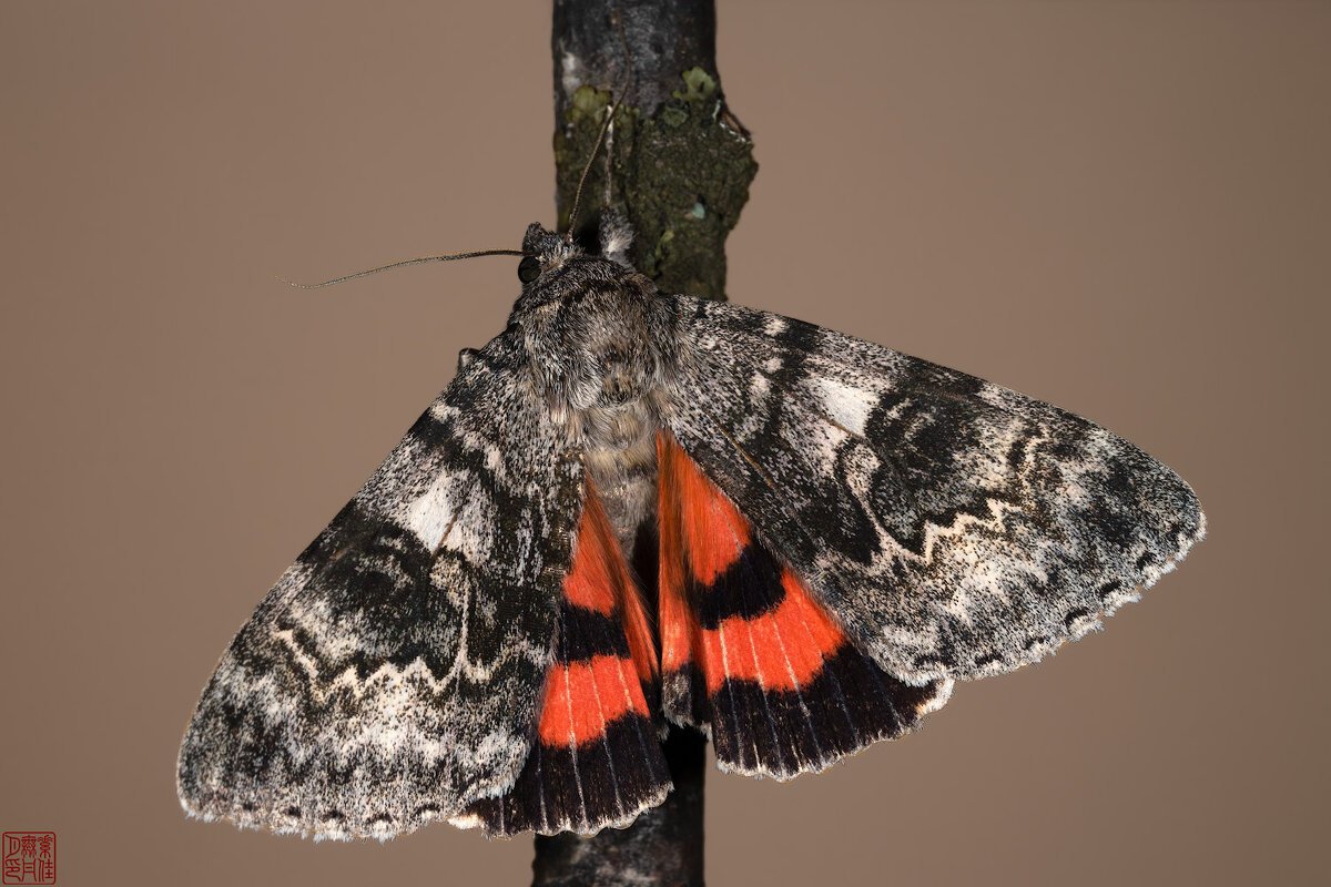 Бабочка голубая орденская