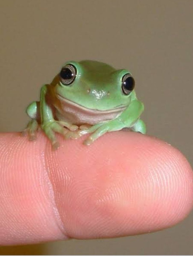 Милые жабки