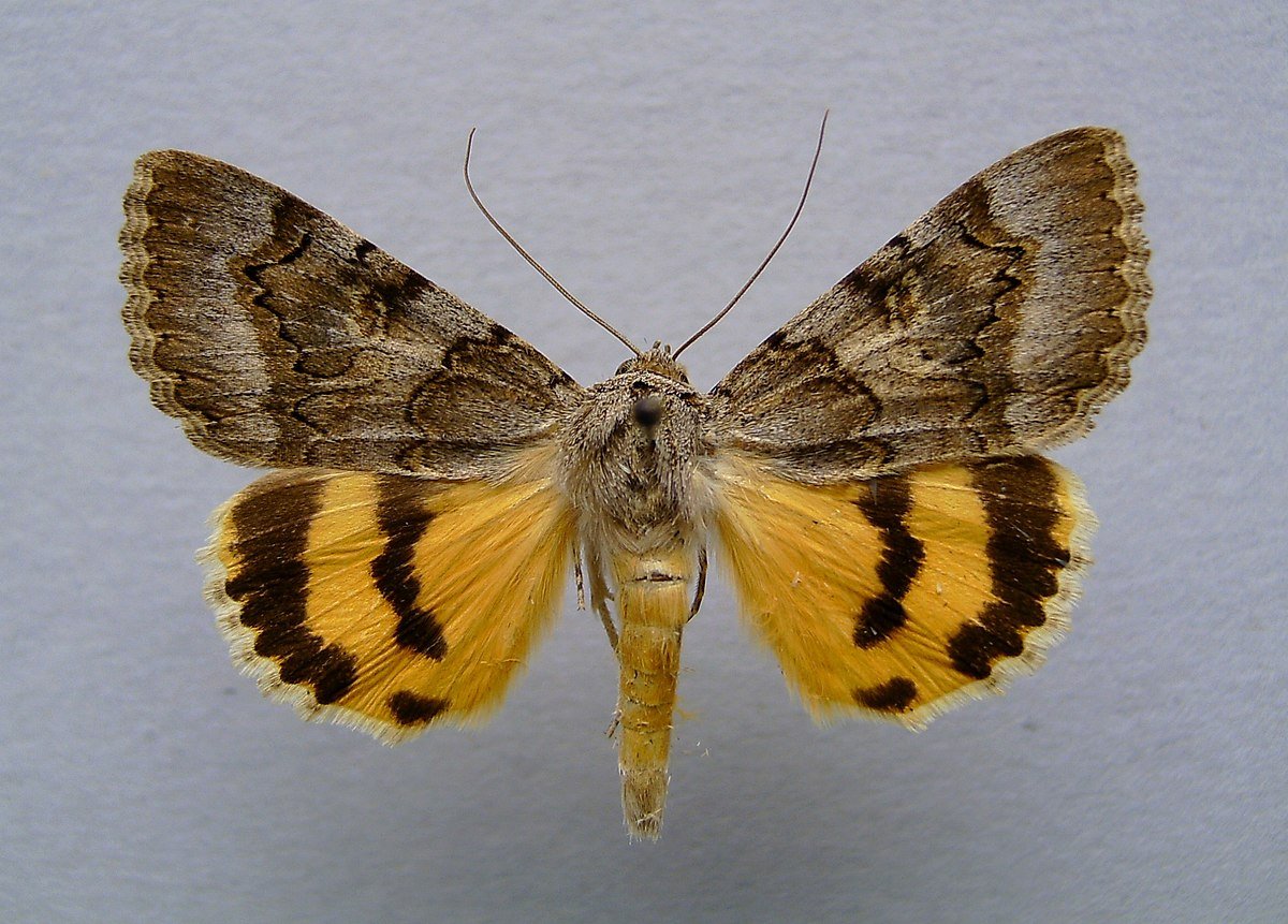 Бабочка Ленточница желтая